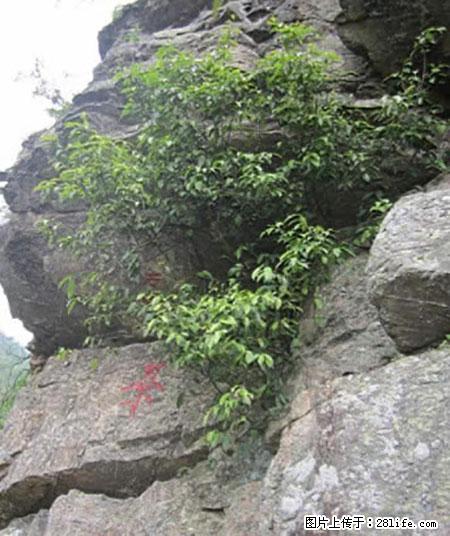 平乐石崖茶，珍贵仅次于金花茶 - 北京生活资讯 - 北京28生活网 bj.28life.net