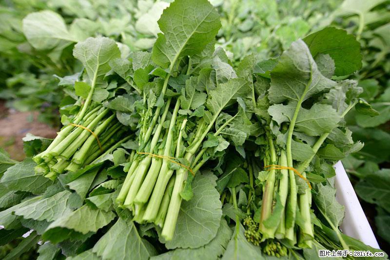 这些蔬菜是“天然钙片”，这6种被医生重点推荐 - 北京生活资讯 - 北京28生活网 bj.28life.net